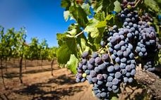 Производителей винограда и вина переведут на саморегулирование